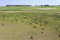 Cows in the coutryside, aerial view,