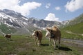 Cows with cow bells Switzerland