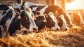 Cows at cowshed eating hay or fodder on dairy farm. Generative Ai Royalty Free Stock Photo