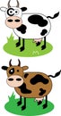 Cows