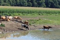 Cows by the creek