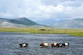 Cows cross a wide river in the Darkhad valley