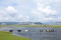 Cows cross a wide river in the Darkhad valley