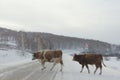 Cows cross winter road