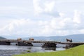 Cows cross wooden bridge with shepherd close by