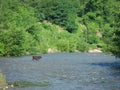 Cows crossing river countryside farmer.