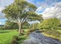 Cows Crossing river