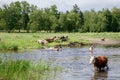 Cows crossing the river on a summer day Royalty Free Stock Photo