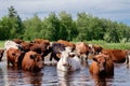 Cows crossing the river on a summer day Royalty Free Stock Photo