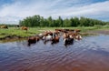 Cows crossing the river on a summer day Royalty Free Stock Photo