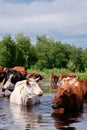 Cows crossing the river on a summer day Royalty Free Stock Photo