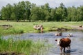 Cows crossing the river on a summer day Royalty Free Stock Photo