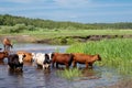 Cows crossing the river on a summer day Royalty Free Stock Photo