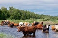 Cows crossing the river on a summer day Royalty Free Stock Photo