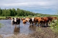 Cows crossing the river on a summer day Royalty Free Stock Photo