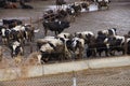 Cows crowded in a muddy feedlot