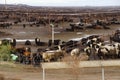 Cows crowded in a muddy feedlot