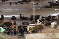 Cows crowded in a muddy feedlot Royalty Free Stock Photo
