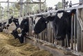 Cows in dairy barn Royalty Free Stock Photo