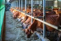 cows dairy breed of Jersey eating hay fodder in cowshed farm somewhere in central Ukraine, agriculture industry, farming and Royalty Free Stock Photo