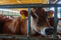 cows dairy breed of Jersey eating hay fodder in cowshed farm somewhere in central Ukraine, agriculture industry, farming and Royalty Free Stock Photo