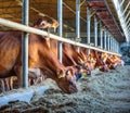 cows dairy breed of Jersey eating hay fodder in cowshed farm somewhere in central Ukraine, agriculture industry, farming and Royalty Free Stock Photo