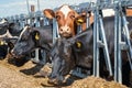 Cows on dairy farm. Breeding and feeding for milking cattle Royalty Free Stock Photo