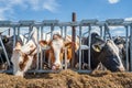 Cows on dairy farm. Breeding and feeding for milking cattle Royalty Free Stock Photo