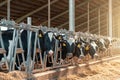Cows on dairy farm. Cows breeding at modern milk or dairy farm. Cattle feeding with hay