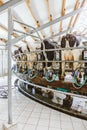 Cows in dairy farm, Cow milking facility Royalty Free Stock Photo