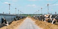 Cows on dairy farm eating hay in outdoor barn. Breeding and feeding for milking cattle Royalty Free Stock Photo