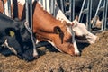 Cows on dairy farm eating hay in outdoor barn. Breeding and feeding for milking cattle Royalty Free Stock Photo