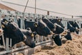 Cows on dairy farm in outdoor barn. Breeding milking cattle Royalty Free Stock Photo