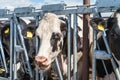 Cows on dairy farm in outdoor barn. Breeding milking cattle Royalty Free Stock Photo