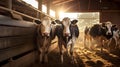 Cows on a dairy farm in a wooden stall.