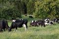 Dairy cows grazing Royalty Free Stock Photo