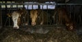 Cows dairy production farm milk