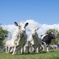 Cows dance and run into meadow on their first day outside the barn in spring on sunny day near Utrecht in the netherlands Royalty Free Stock Photo