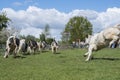 Cows dance and run into meadow on their first day outside the barn in spring on sunny day near Utrecht in the netherlands Royalty Free Stock Photo