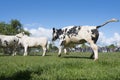 Cows dance and run into meadow on their first day outside the barn in spring on sunny day near Utrecht in the netherlands Royalty Free Stock Photo