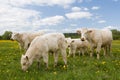 Cows in dandelion field Royalty Free Stock Photo