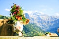 Cows Decorated For The Aelplerfest