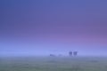 Cows in dense fog on morning pasture