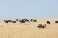 Cows in the desert in the winter Kazakhstan Kapchagai