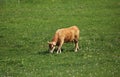 Cows of different colors graze in a green meadow on a sunny day Royalty Free Stock Photo