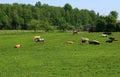 Cows of different colors graze in a green meadow on a sunny day Royalty Free Stock Photo