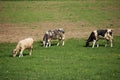 Cows of different colors graze in a green meadow on a sunny day Royalty Free Stock Photo