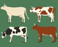 Cows of different colors set. Vector illustration