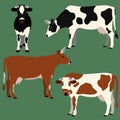 Cows of different colors set. Vector illustration