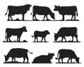 Cows in different poses vector set. Silhouettes of grass. Cow grazing on meadow. Royalty Free Stock Photo
